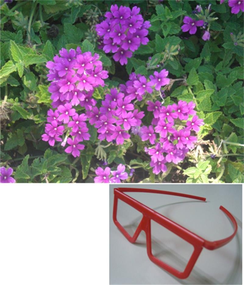 光分離眼鏡 光分離紙眼鏡 光分離鏡片 3D立體眼鏡 3D眼鏡